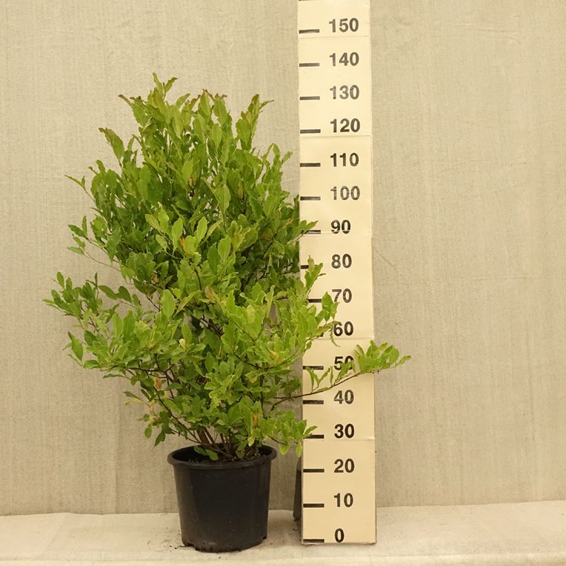 Exemplar von Magnolia stellata Waterlily - Stern-Magnolie Topf mit 7,5L/10L wie im Sommer geliefert