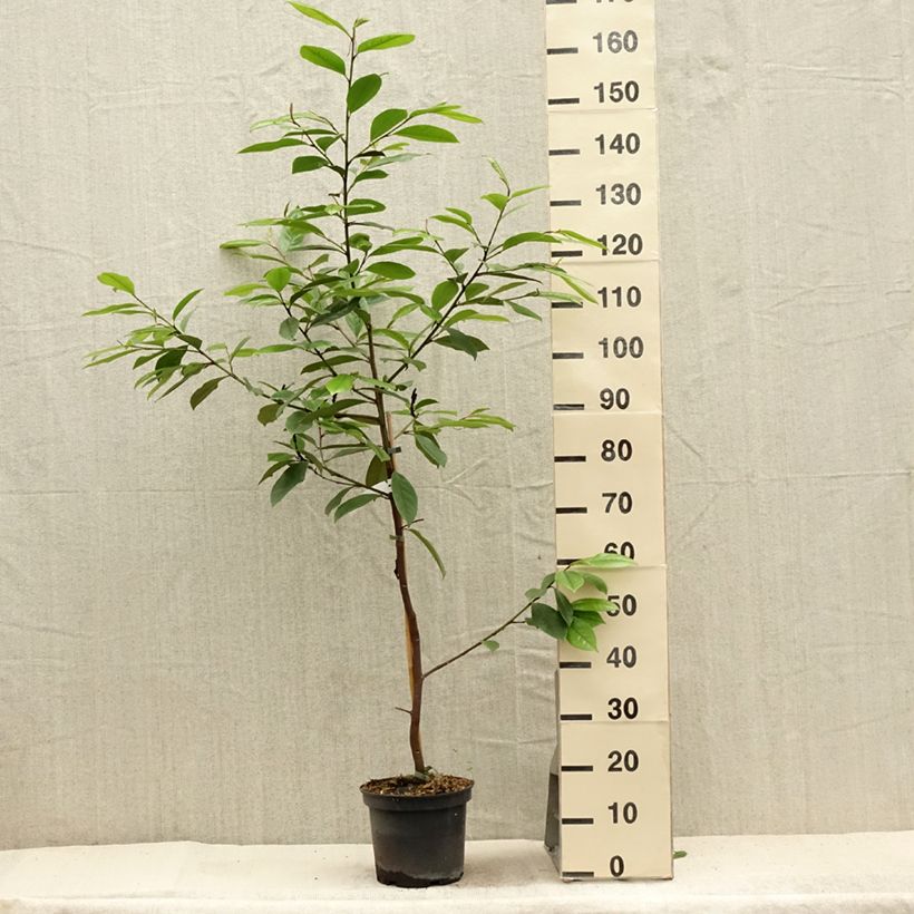 Exemplar von Magnolia Fairy Cream - Magnolie Topf mit 3L/4L wie im Sommer geliefert