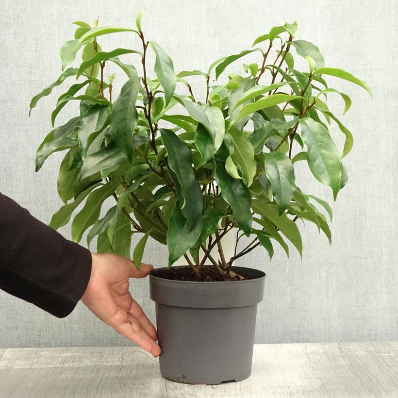 Exemplar von Magnolia figo Stellar Ruby - Bananenstrauch Topf mit 3L/4L wie im Herbst geliefert