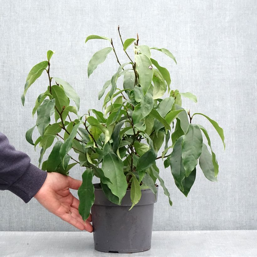 Exemplar von Magnolia figo Stellar Ruby - Bananenstrauch Topf mit 3L/4LGelieferte Höhe ca. 40/+cm wie im Frühjahr geliefert