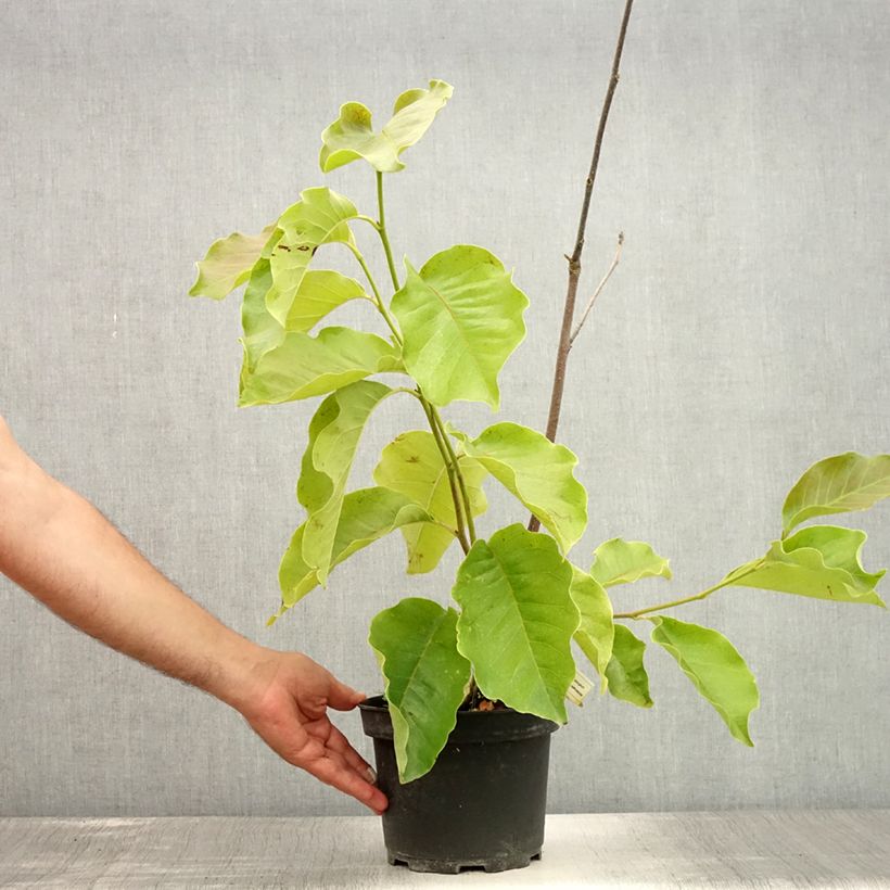 Exemplar von Magnolia soulangeana Frank's masterpiece - Tulpen-Magnolie Topf mit 3L/4L wie im Sommer geliefert