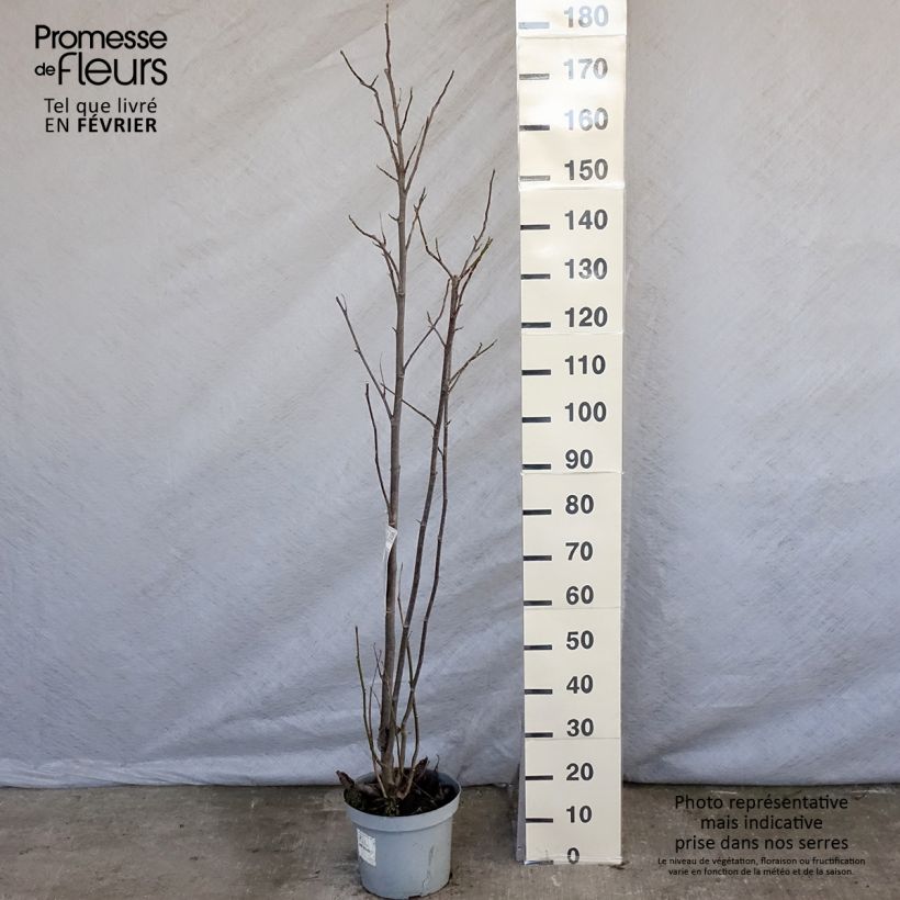 Exemplar von Magnolia Galaxy - Magnolie Topf mit 4L/5L wie im Winter geliefert