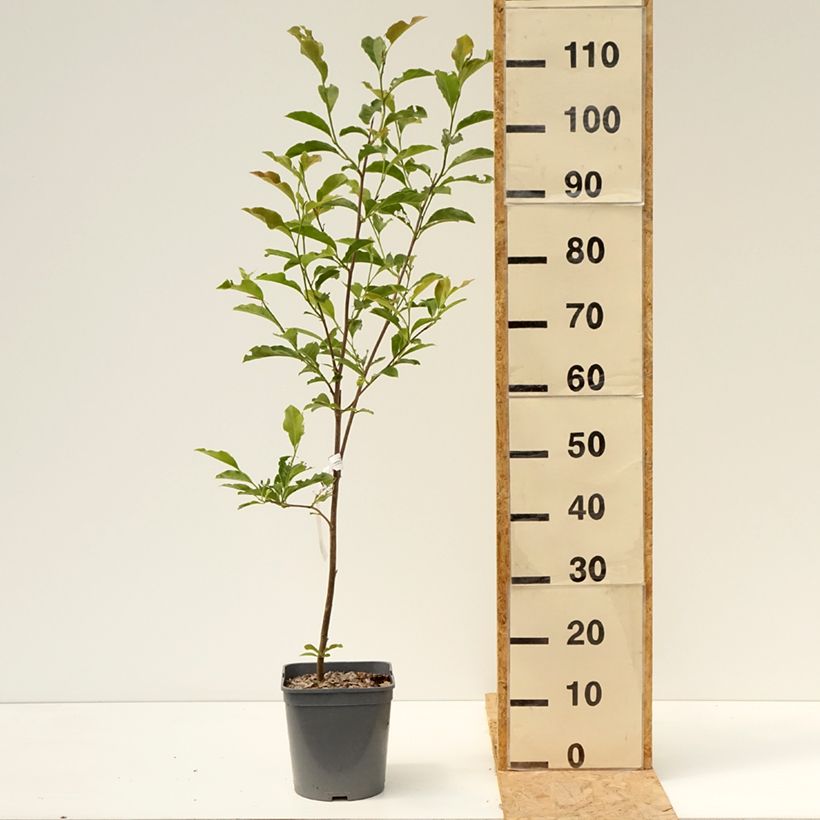 Exemplar von Magnolia George Henry Kern - Magnolie Topf mit 3L/4L wie im Sommer geliefert
