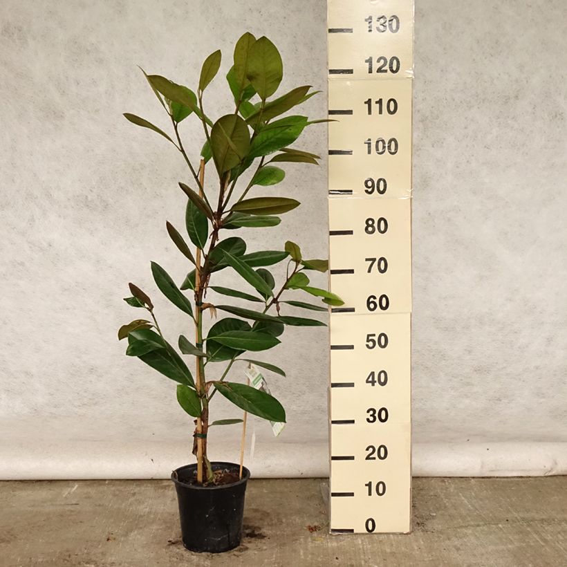 Exemplar von Magnolia grandiflora Treyve - Immergrüne Magnolie Topf mit 4L/5L wie im Sommer geliefert