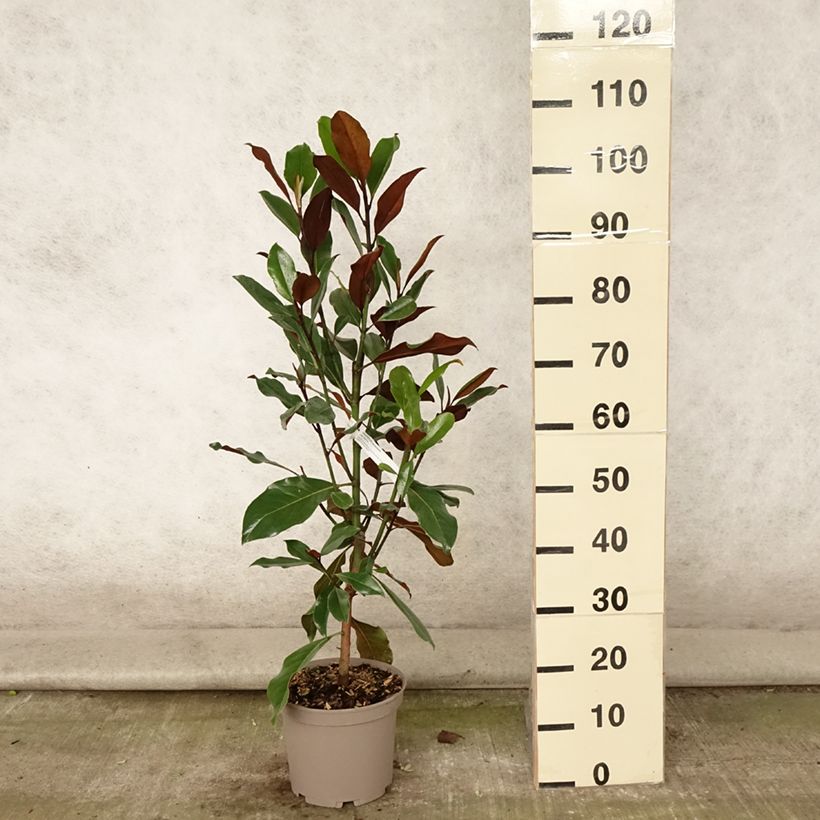 Exemplar von Magnolia grandiflora Kay Parris - Immergrüne Magnolie Topf mit 4L/5L wie im Sommer geliefert