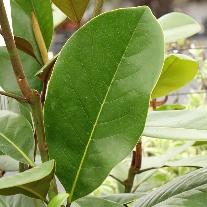 Magnolia grandiflora Mainstreet - Immergrüne Magnolie (Laub)