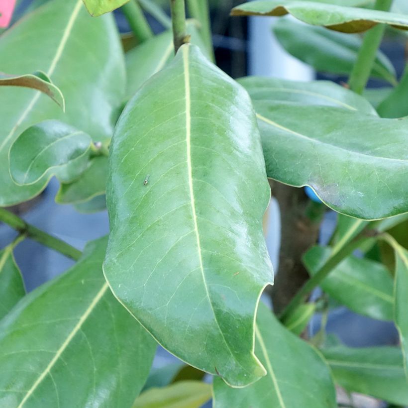 Magnolia grandiflora Nana - Immergrüne Magnolie (Laub)