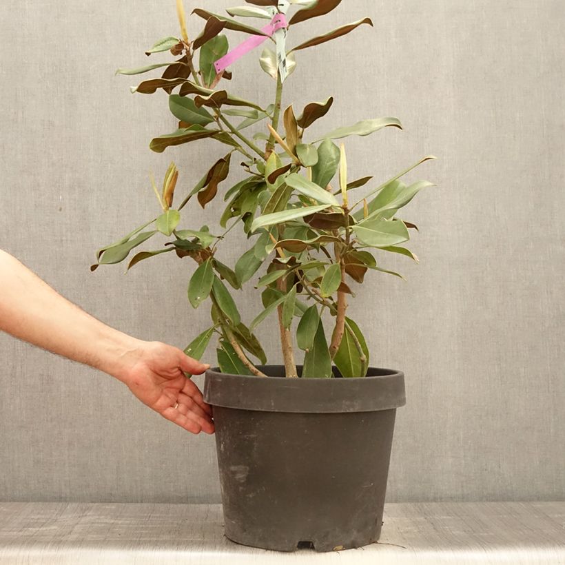 Exemplar von Magnolia grandiflora Purpan - Immergrüne Magnolie Topf mit 7,5L/10L wie im Frühjahr geliefert