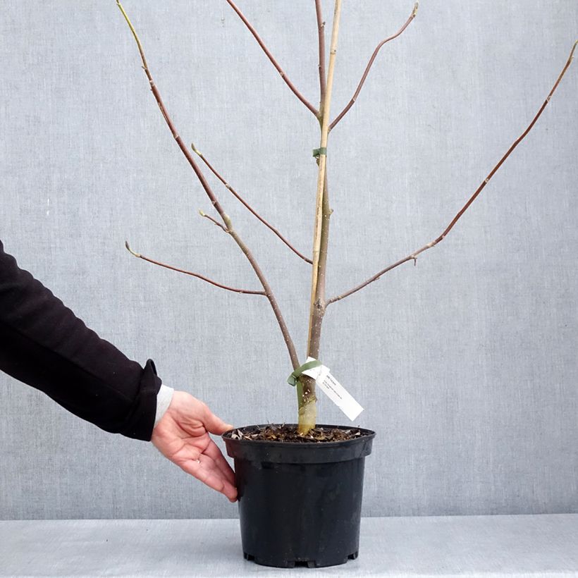 Exemplar von Magnolia Tina Durio - Magnolie Topf mit 4L/5L wie im Frühjahr geliefert