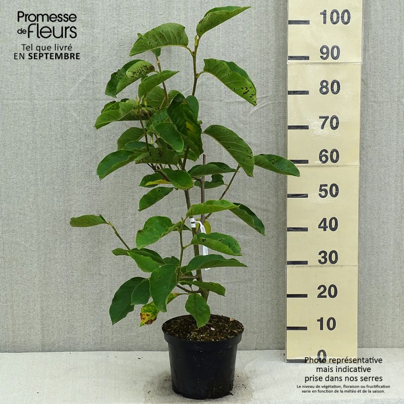 Exemplar von Magnolia denudata Iolanthe - Yulan-Magnolie Topf mit 4L/5L wie im Sommer geliefert
