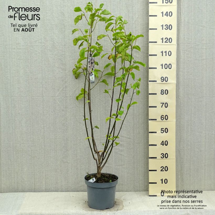 Exemplar von Magnolia kobus - Kobushi-Magnolie Topf mit 4L/5L wie im Sommer geliefert