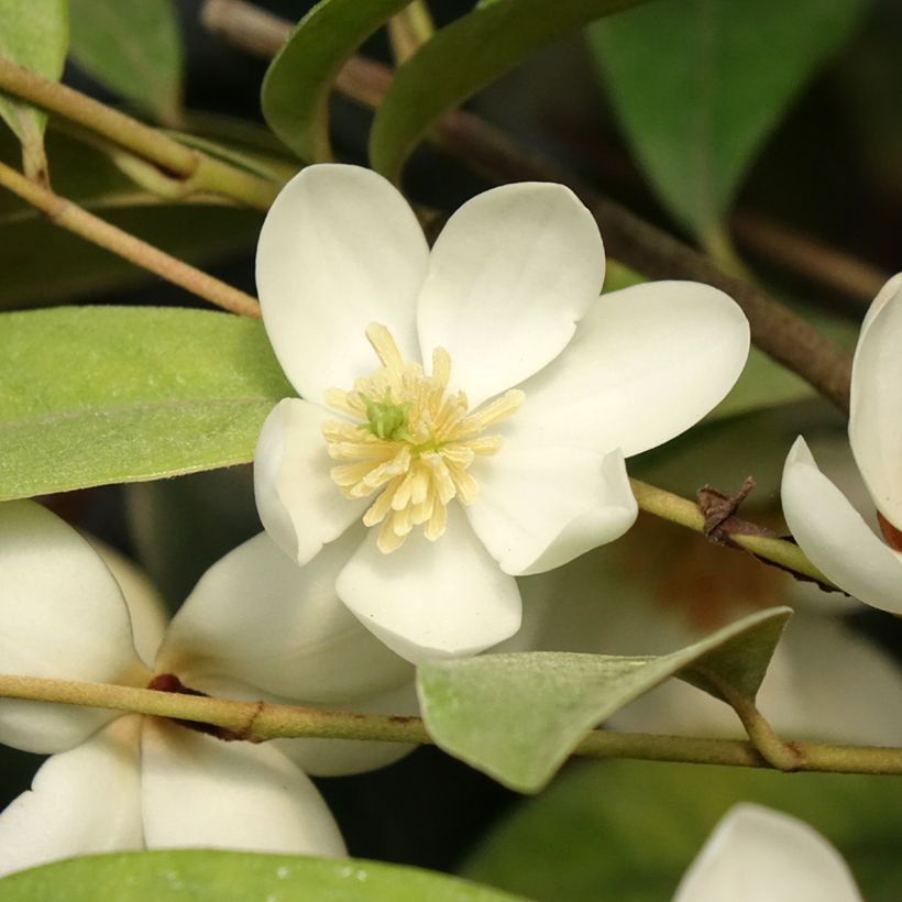 Magnolia laevifolia Achteraan - Magnolie (Laub)