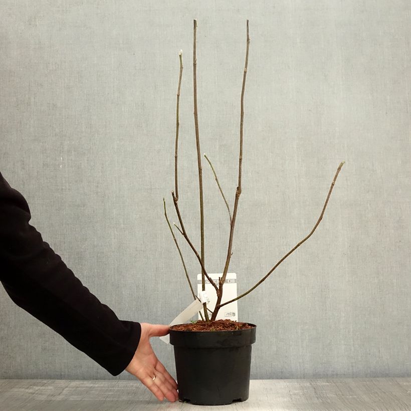 Exemplar von Magnolia liliflora Nigra - Purpur-Magnolie Topf mit 3L/4L wie im Herbst geliefert