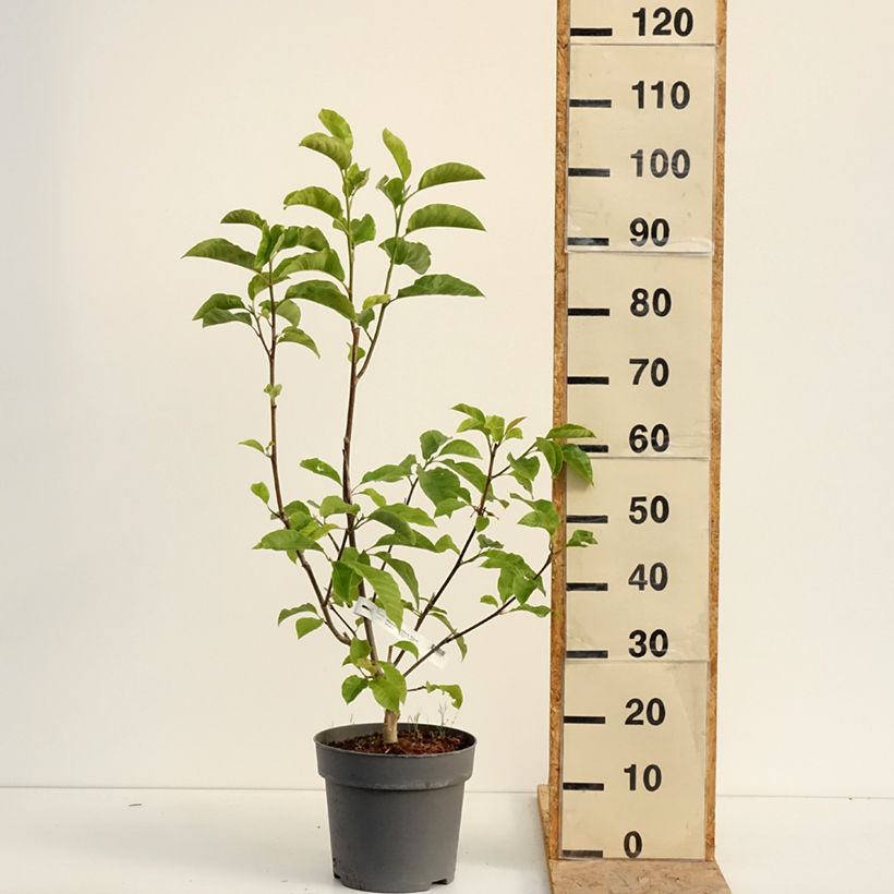 Exemplar von Magnolia liliflora Nigra - Purpur-Magnolie Topf mit 7,5L/10L wie im Sommer geliefert