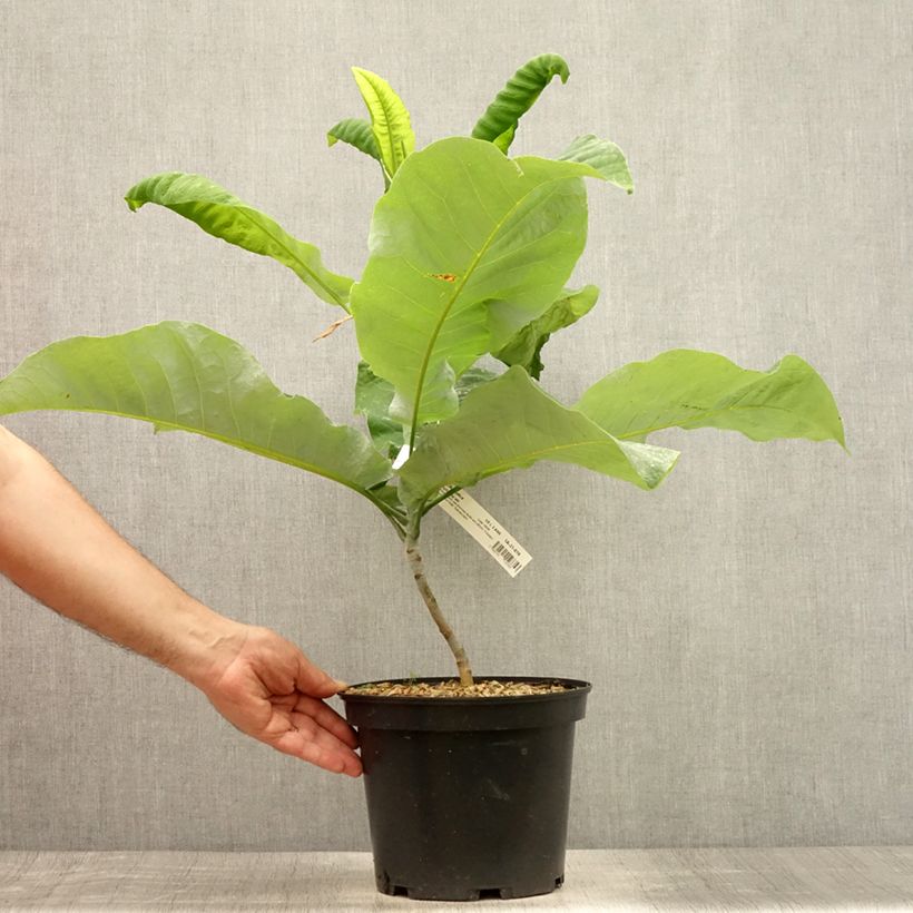 Exemplar von Magnolia macrophylla subsp. ashei - Ashe Magnolie Topf mit 4L/5L wie im Sommer geliefert