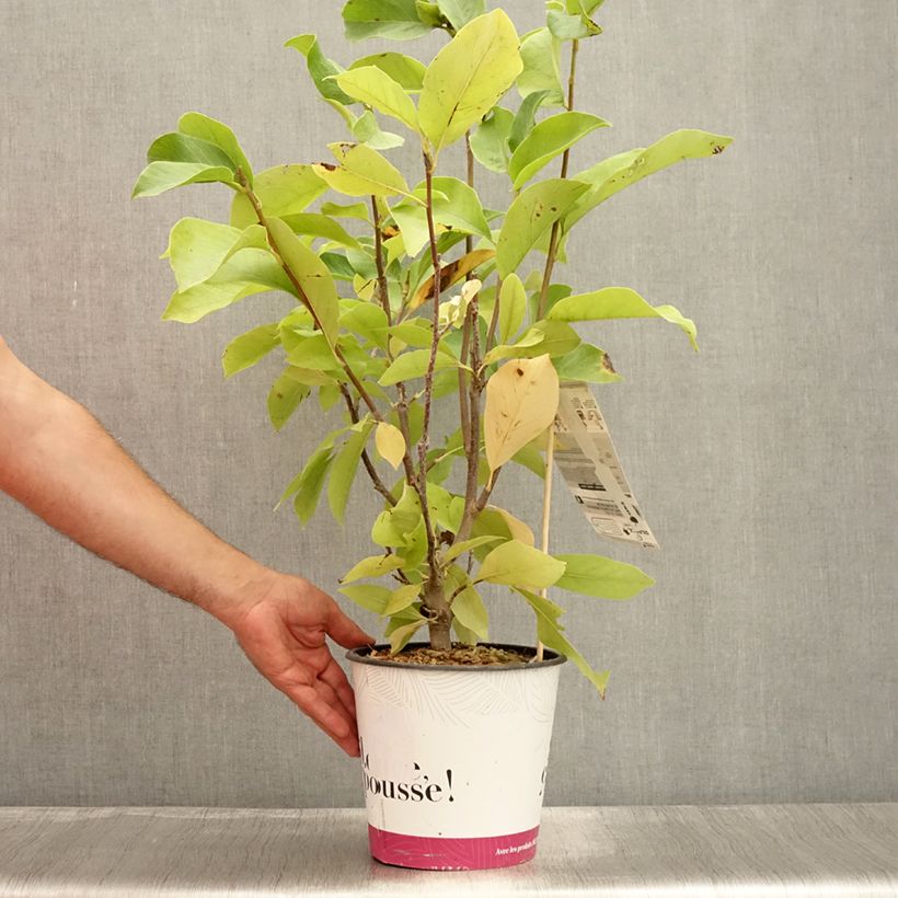 Exemplar von Magnolia soulangeana Andre Leroy - Tulpen-Magnolie Topf mit 4L/5L wie im Sommer geliefert