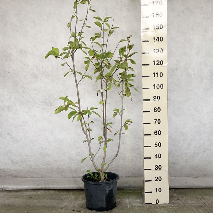 Exemplar von Magnolia Manchu Fan - Magnolie Topf mit 7,5L/10L wie im Sommer geliefert