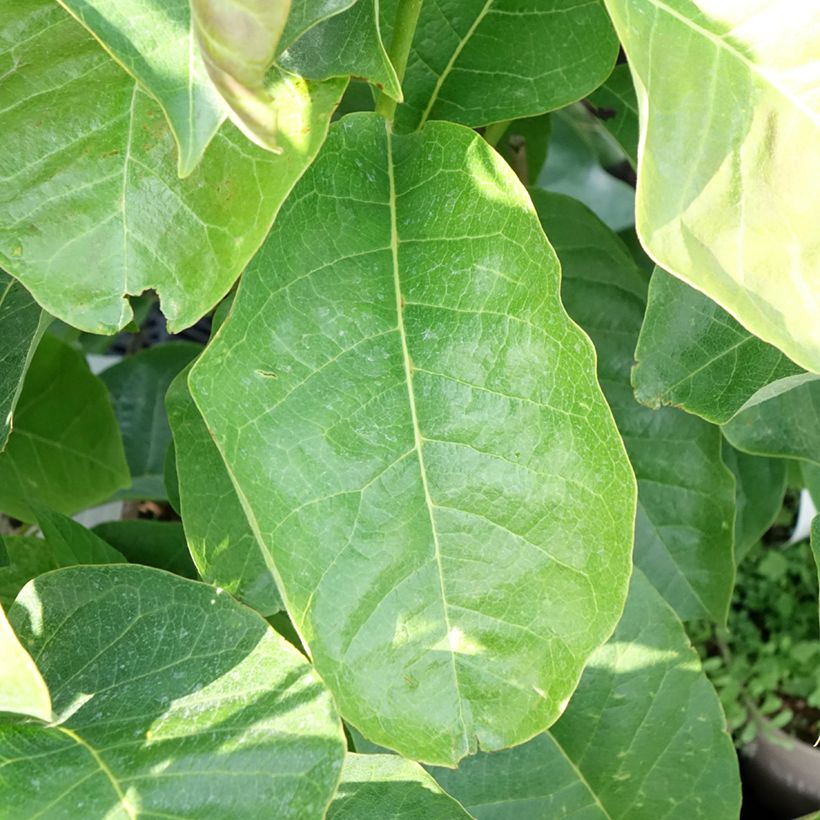 Magnolia soulangeana Meganolia - Tulpen-Magnolie (Laub)