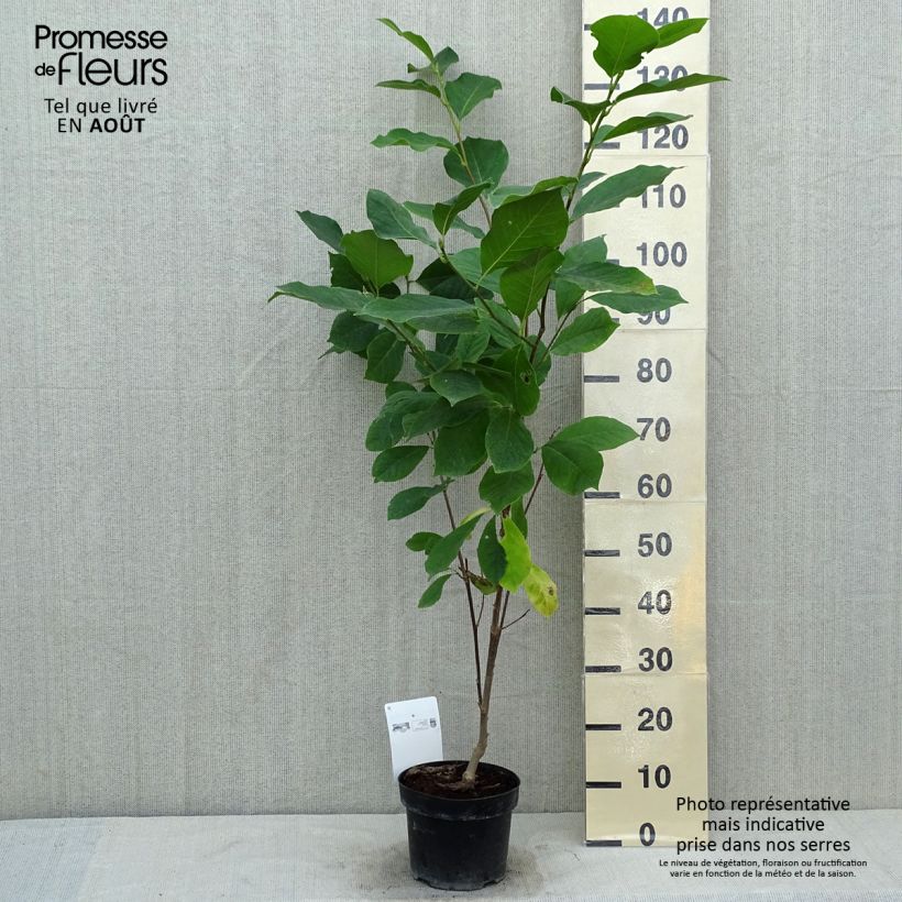 Exemplar von Magnolia soulangeana Alba Superba - Tulpen-Magnolie Topf mit 3L/4L wie im Sommer geliefert