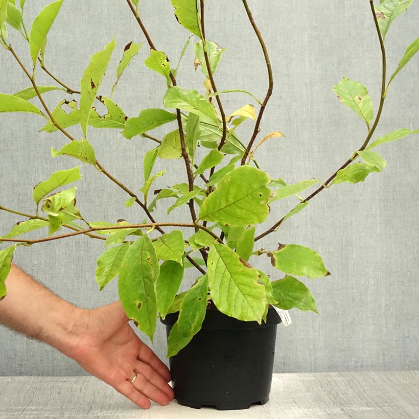 Exemplar von Magnolia soulangeana - Tulpen-Magnolie Topf mit 3L/4L wie im Sommer geliefert