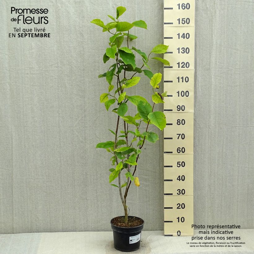 Exemplar von Magnolia soulangeana Rustica Rubra - Tulpen-Magnolie Topf mit 3L/4L wie im Sommer geliefert