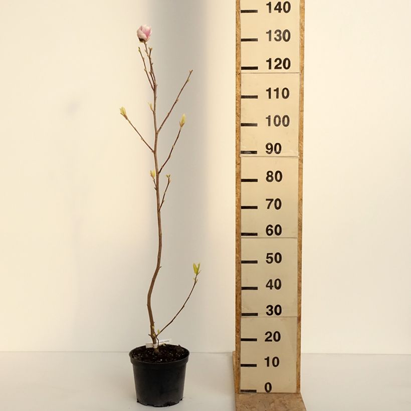 Exemplar von Magnolia soulangeana Rustica Rubra - Tulpen-Magnolie Topf mit 3L/4LGelieferte Höhe ca. 30/40cm wie im Frühjahr geliefert