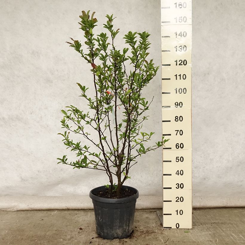 Exemplar von Magnolia stellata - Stern-Magnolie Topf mit 20L/25L wie im Sommer geliefert