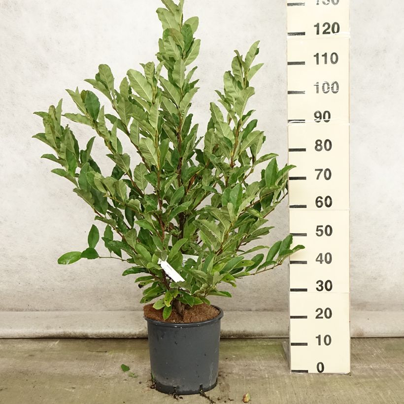 Exemplar von Magnolia stellata - Stern-Magnolie Topf mit 7,5L/10L wie im Sommer geliefert