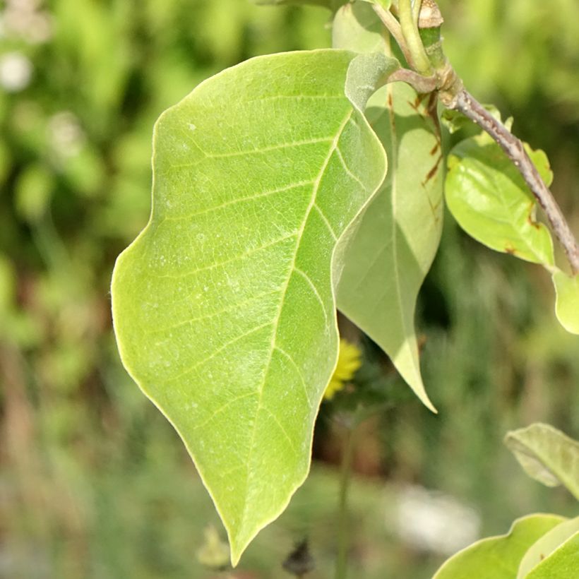 Magnolia brooklinensis Sunsation - Magnolie (Laub)
