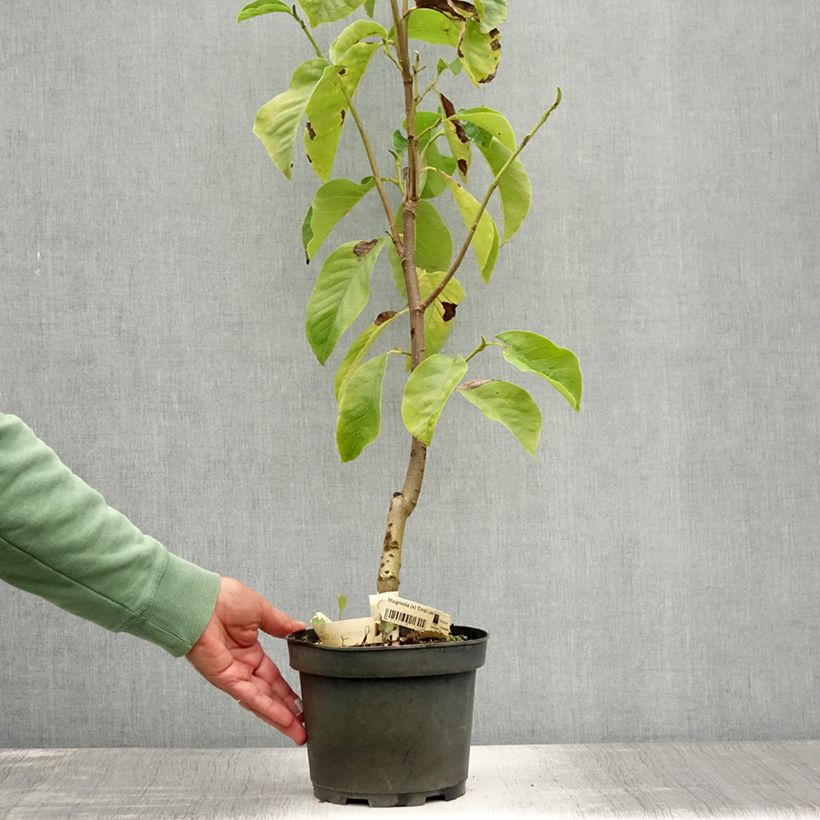 Exemplar von Magnolia acuminata Coral Lake - Gurken-Magnolie Topf mit 3L/4L wie im Sommer geliefert