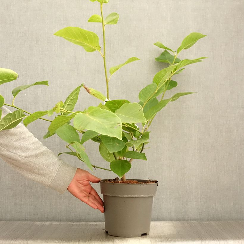 Exemplar von Magnolia soulangeana Cameo - Tulpen-Magnolie Topf mit 4L/5L wie im Herbst geliefert