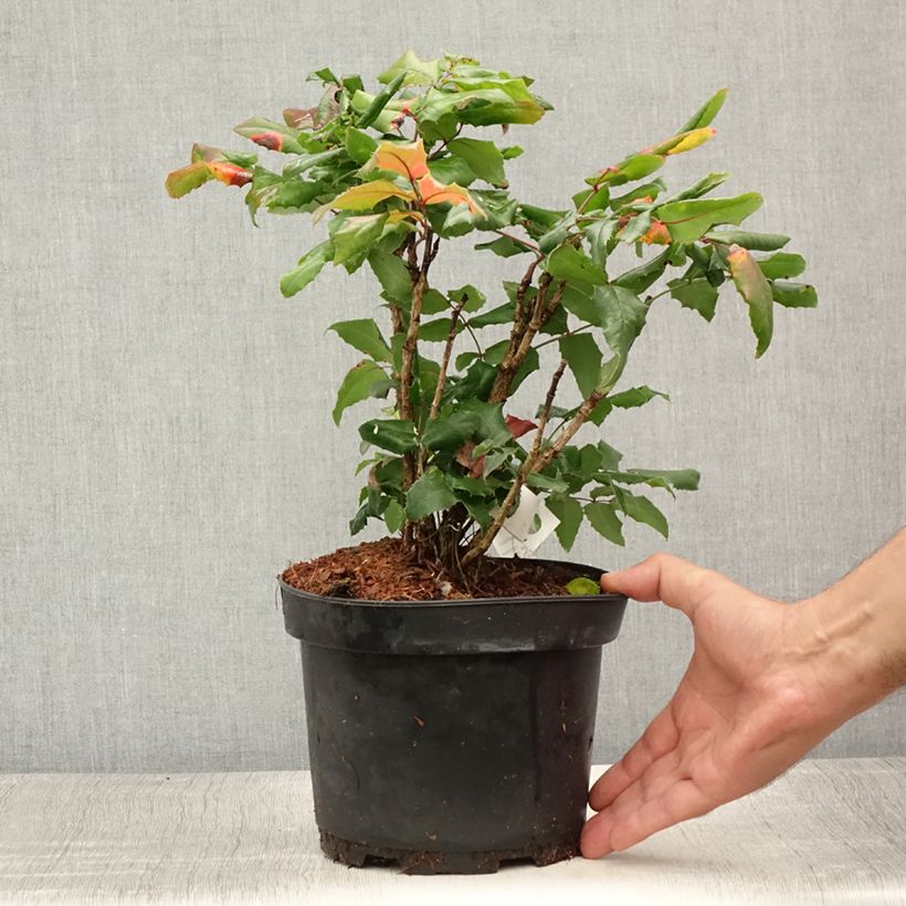 Exemplar von Mahonia aquifolium - Gewöhnliche Mahonie Topf mit 2L/3L wie im Sommer geliefert