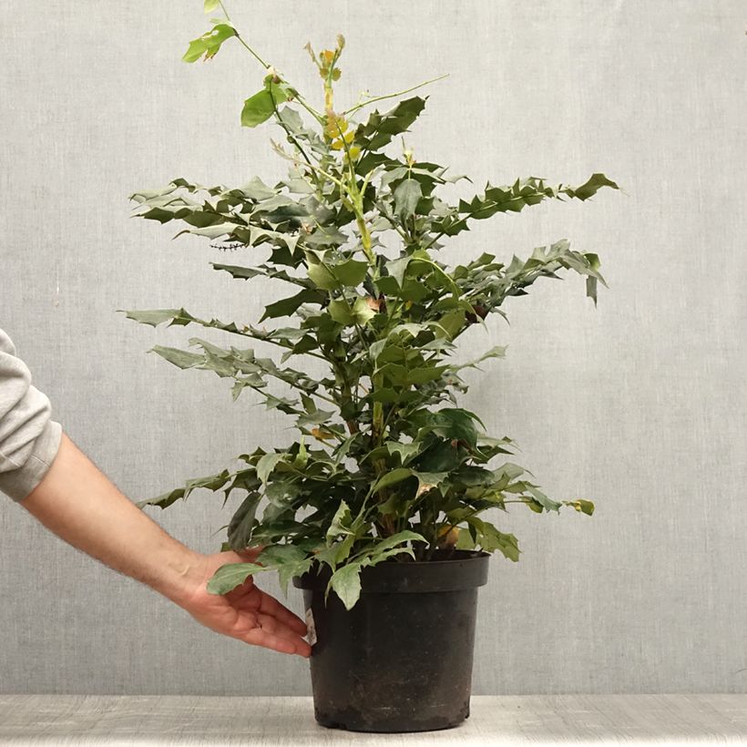 Exemplar von Mahonia bealei - Beales Mahonie Topf mit 7,5L/10L wie im Sommer geliefert