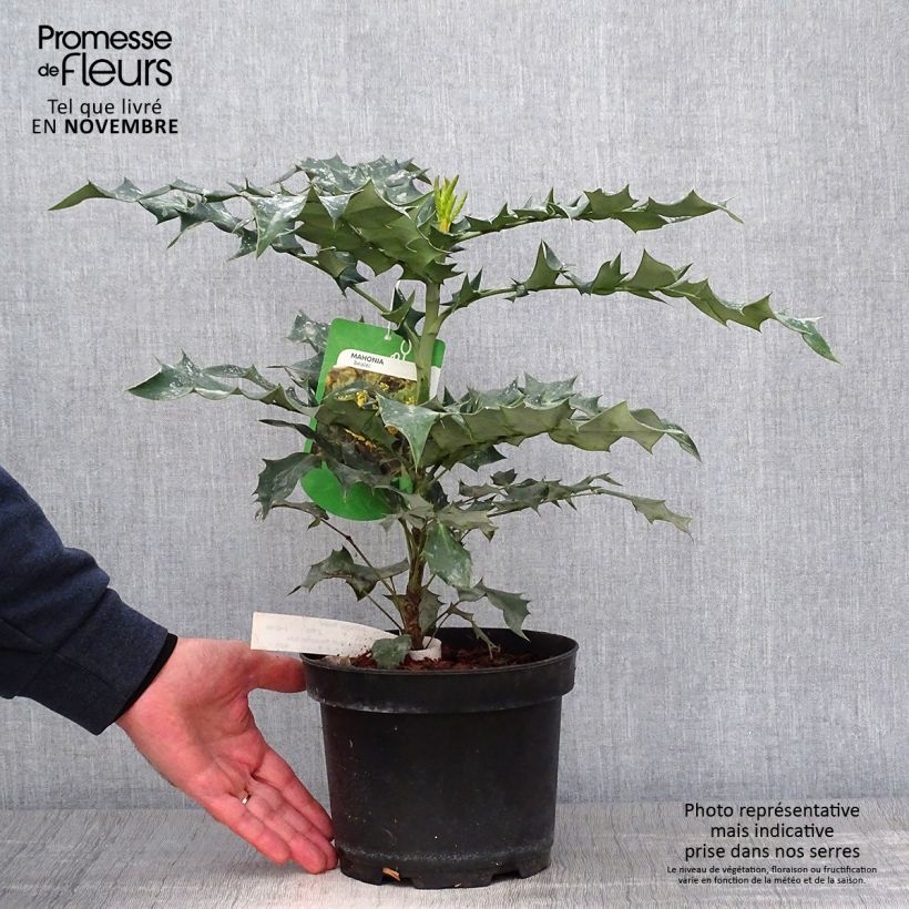 Exemplar von Mahonia bealei - Beales Mahonie Topf mit 3L/4L wie im Herbst geliefert
