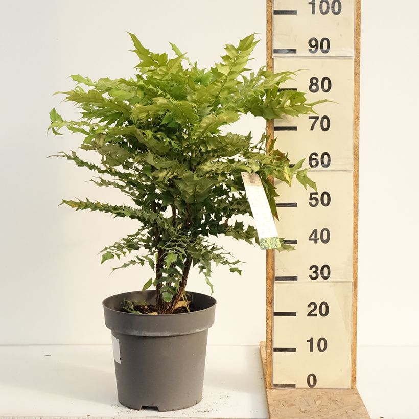 Exemplar von Mahonia media Winter Sun - Winterblühende Mahonie Topf mit 7,5L/10L wie im Sommer geliefert