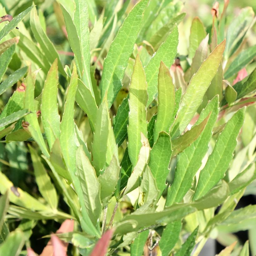 Mahonia sinensis - Mahonie (Laub)