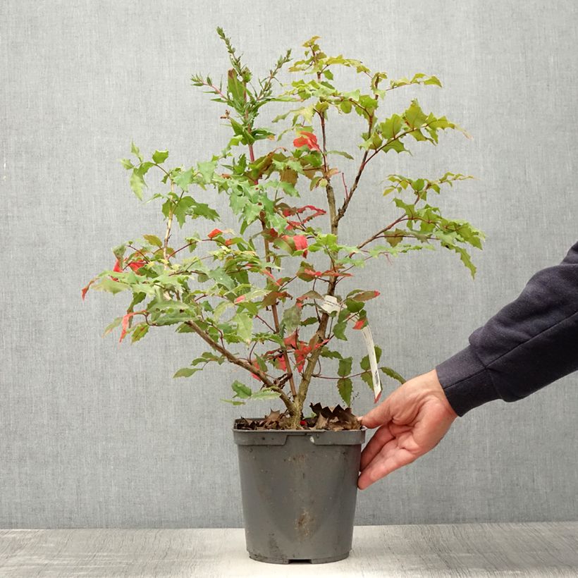 Exemplar von Mahonia wagneri Pinnacle - Wagners Mahonie Topf mit 4L/5L wie im Sommer geliefert