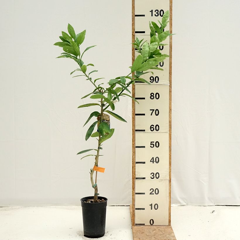 Exemplar von Buddhas Hand - Citrus medica var. sarcodactylis Topf mit 3L/4L, Strauch/Busch, mehrstämmig wie im Sommer geliefert