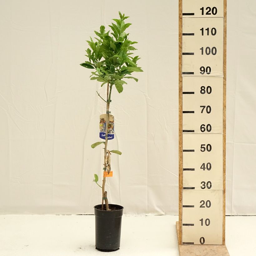 Exemplar von Buddhas Hand - Citrus medica var. sarcodactylis Topf mit 3L/4L, Strauch/Busch, mehrstämmig wie im Frühjahr geliefert