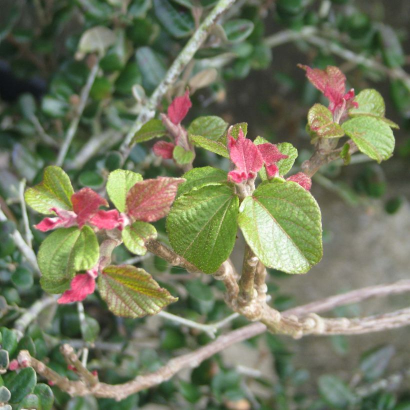 Mallotus japonicus (Laub)