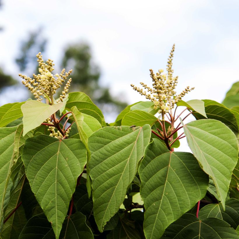 Mallotus japonicus (Blüte)