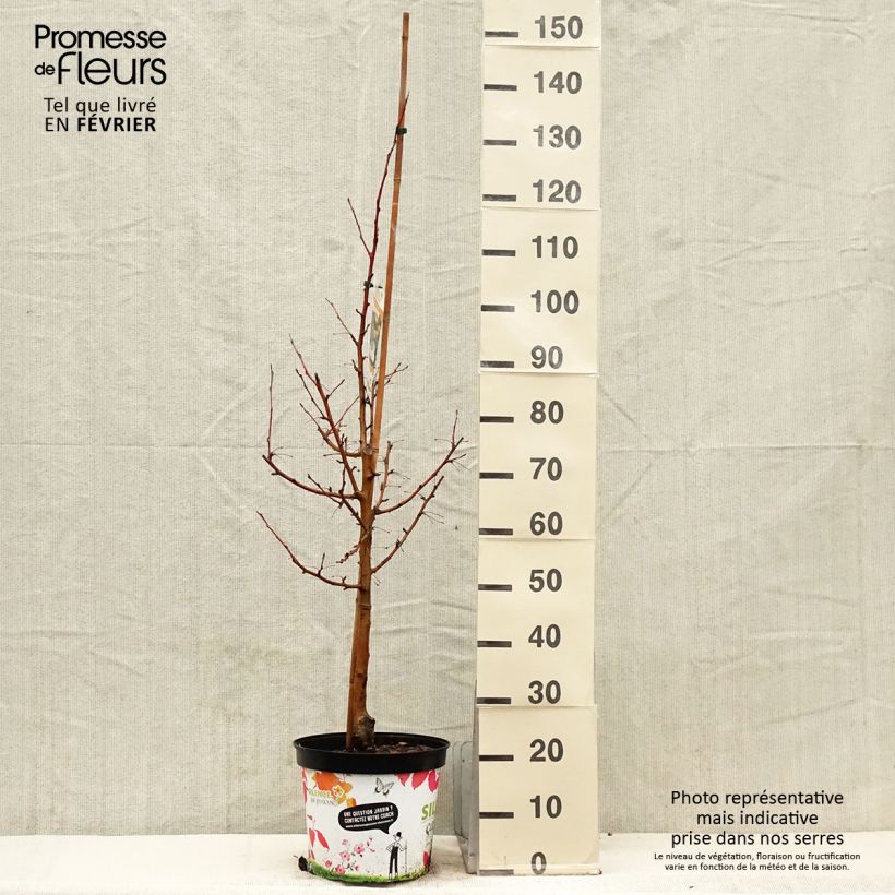 Exemplar von Zierapfel Comtesse De Paris - Malus Topf mit 7,5L/10L wie im Winter geliefert