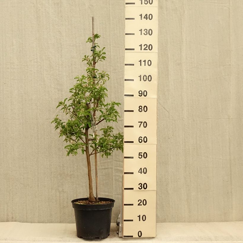 Exemplar von Zierapfel Comtesse De Paris - Malus Topf mit 7,5L/10LGelieferte Höhe ca. 150cm wie im Frühjahr geliefert