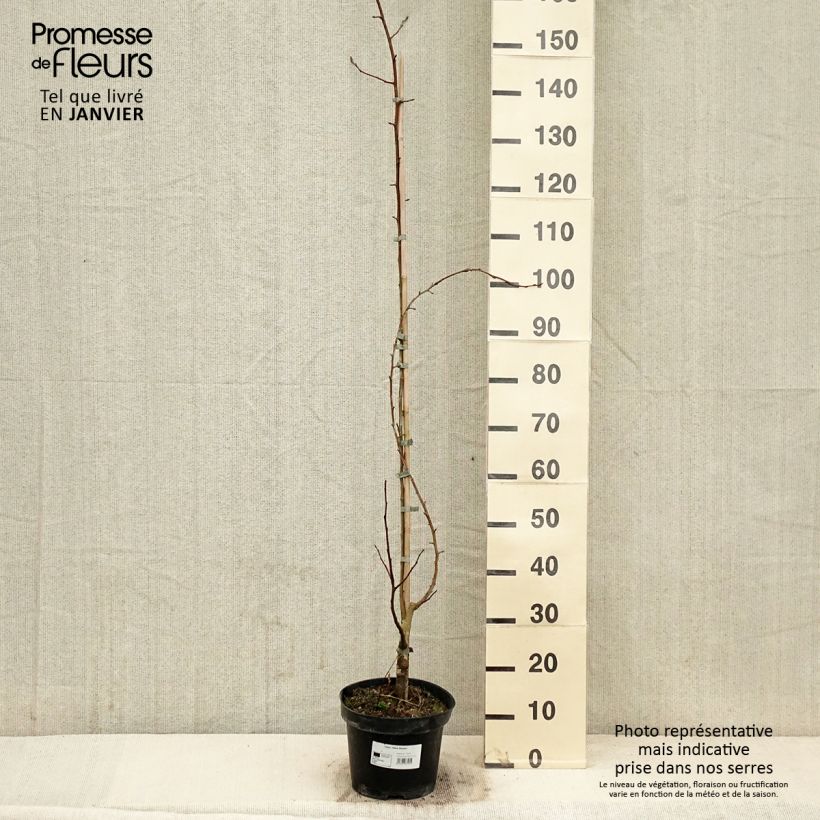 Exemplar von Zierapfel Yellow Siberian - Malus robusta Topf mit 12L/15L wie im Winter geliefert