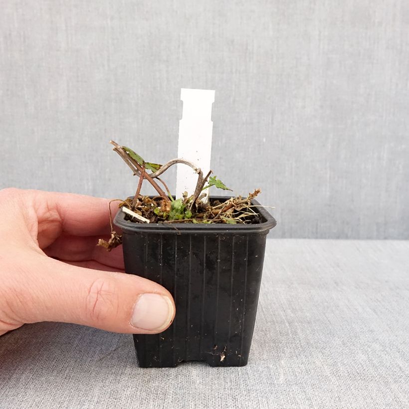 Exemplar von Malvastrum lateritium Kleine Töpfe von 8/9 cm wie im Winter geliefert