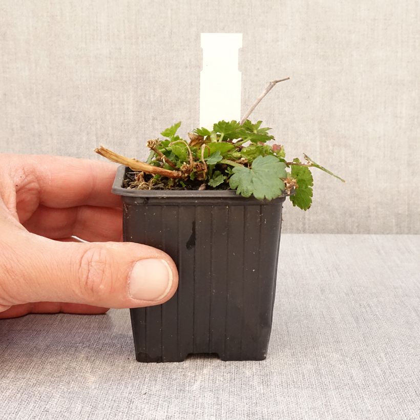 Exemplar von Malvastrum lateritium - Lavatère rampante - Godet de 8/9 cm wie im Frühjahr geliefert