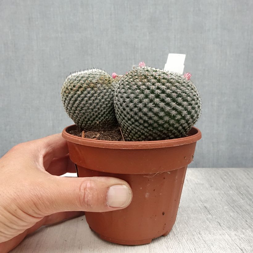 Exemplar von Mammillaria perbella - Warzenkaktus Topf 12 cm / 13 cm wie im Sommer geliefert