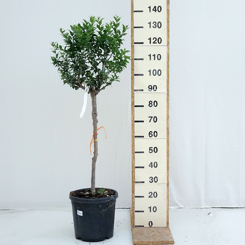 Exemplar von Chinotto - Citrus aurantium var. myrtifolia Topf mit 18L/20L, Halbstamm wie im Sommer geliefert