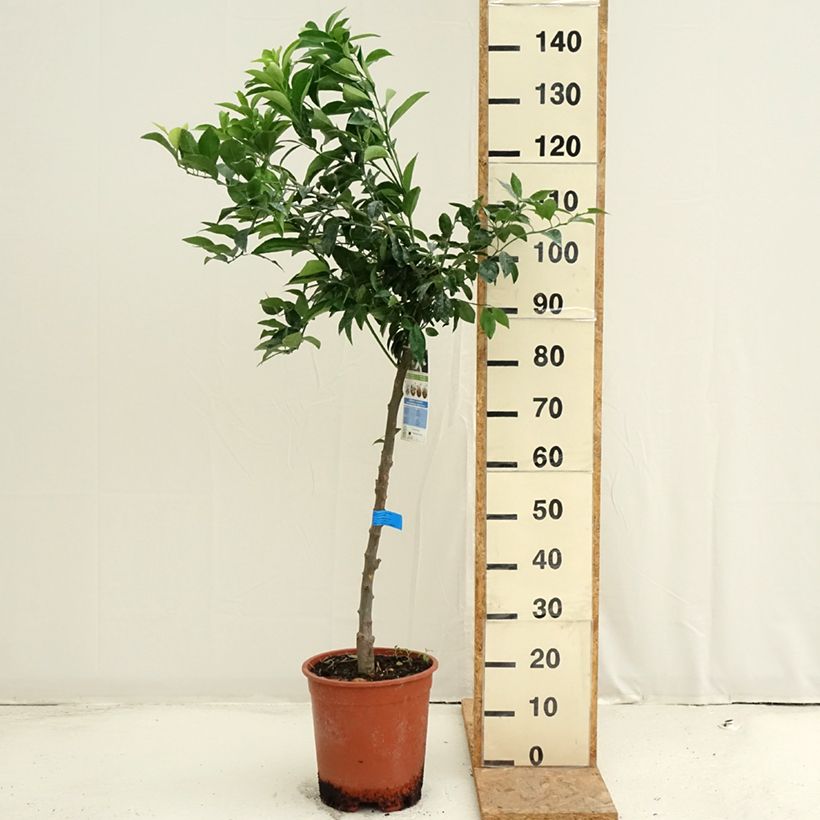 Exemplar von Mittelmeer-Mandarine - Citrus deliciosa Topf mit 7,5L/10L, Halbstamm wie im Sommer geliefert