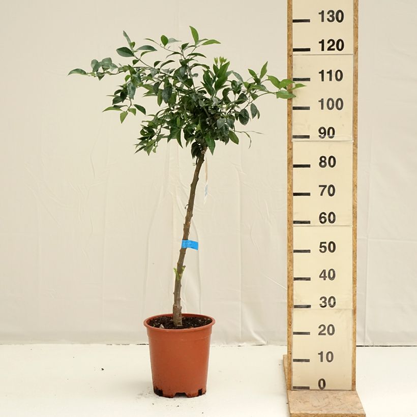 Exemplar von Mittelmeer-Mandarine - Citrus deliciosa Topf mit 7,5L/10L, Halbstamm wie im Frühjahr geliefert